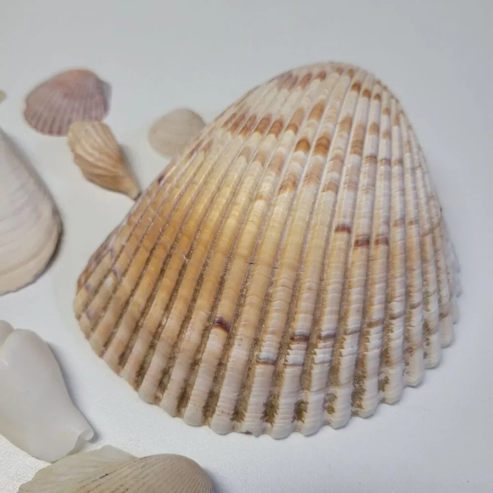 Nautical Seashell Lot Decor Starfish Mixed Sizes‎ Colors Half Clam 25 Pieces